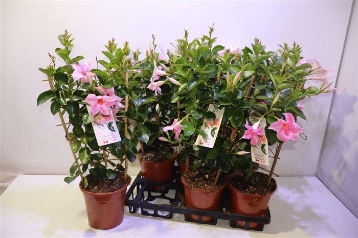 <h4>Mande Sun Cr Pink</h4>