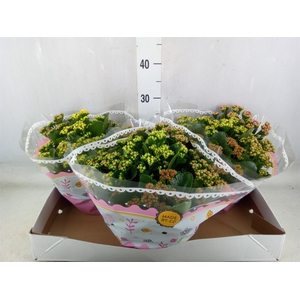 Kalanchoe blos.   ..rosebud mix/pot