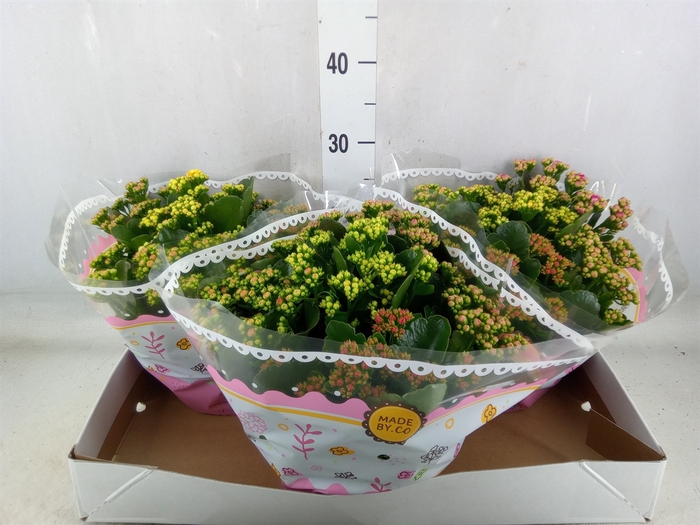 <h4>Kalanchoe blos.   ..rosebud mix/pot</h4>