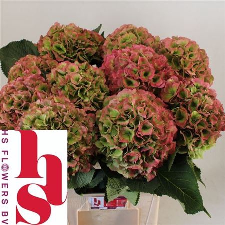 <h4>Hydr M Ch White Verena Cl</h4>