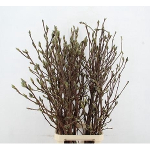 MAGNOLIA SUPERBA 140CM