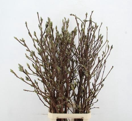 MAGNOLIA SUPERBA 140CM