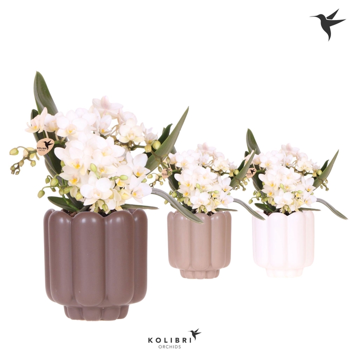 <h4>Kolibri Orchids Phalaenopsis Nazare 4 spike in Retro pot sand mix</h4>