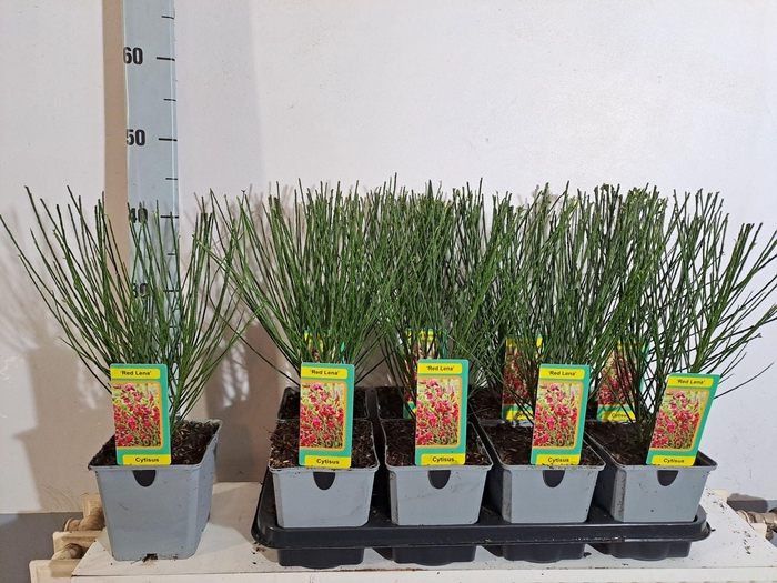 <h4>Cytisus Red Lena</h4>