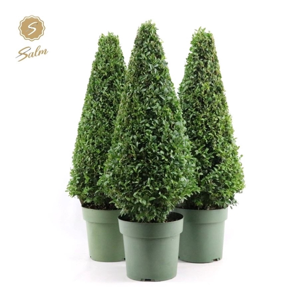 Buxus semp. Pyramid 55cm P21