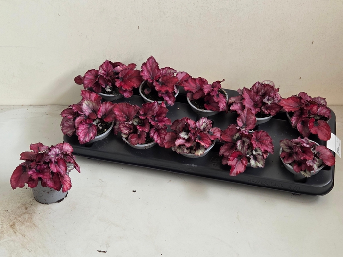 <h4>BEG M C RED BULL</h4>