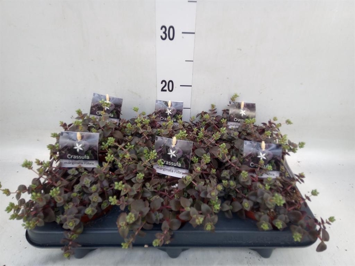 <h4>Crassula marginalis</h4>