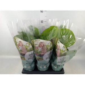 Calathea orbifolia