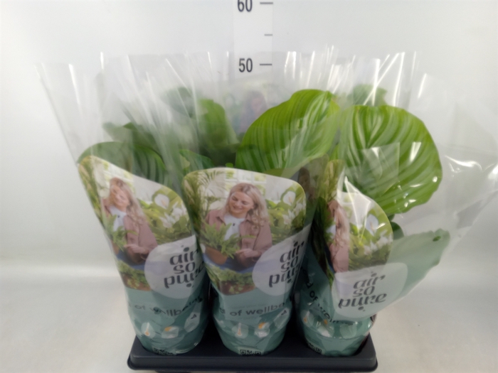 <h4>Calathea orbifolia</h4>