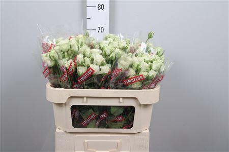 <h4>R Tr Snowflake X5</h4>