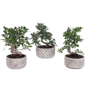 Bonsai Indoor Mix Ø15cm S-Shape in Ø17cm Rustic Bowl