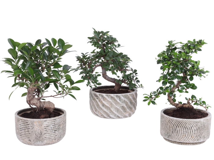 <h4>Bonsai Indoor Mix Ø15cm S-Shape in Ø17cm Rustic Bowl</h4>