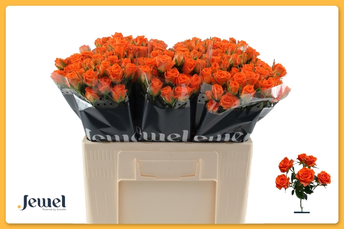 <h4>R TR PICANTO Water</h4>