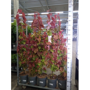 Cercis chinensis
