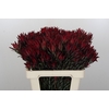 Leucadendron Blush Spray