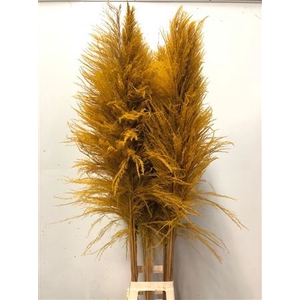 Cortaderia Yellow