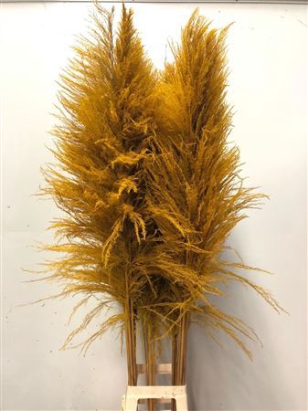 <h4>Cortaderia Yellow</h4>