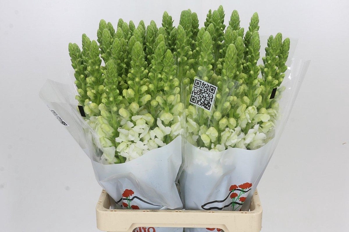 <h4>Antirrhinum Potomac Early White</h4>