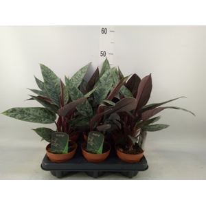 Apoballis acuminatissima