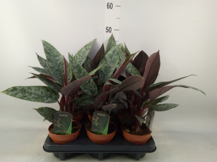 <h4>Apoballis acuminatissima</h4>