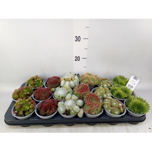 Sempervivum   ...mix