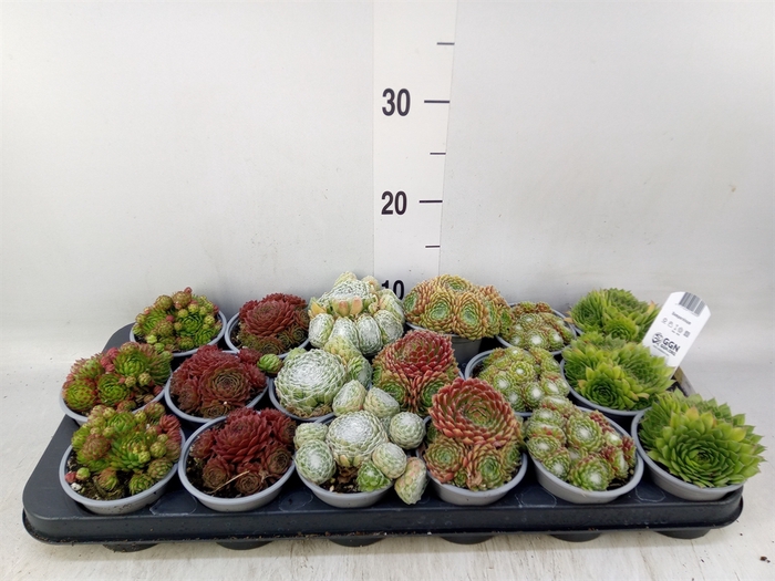 <h4>Sempervivum   ...mix</h4>