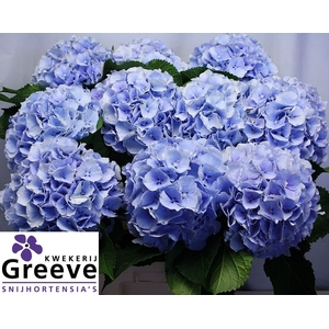 Hydr Verena Blue Greeve