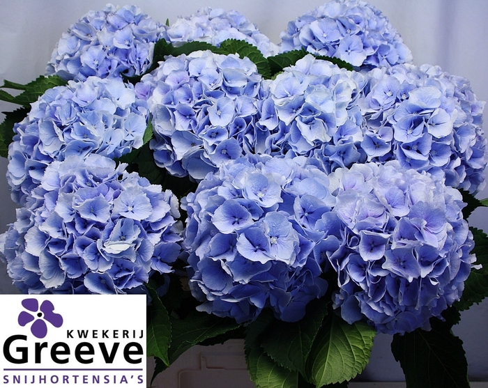 <h4>Hydr Verena Blue Greeve</h4>