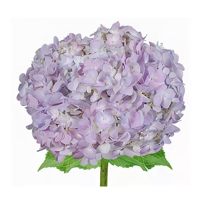 <h4>HYDR PREMIUM LAVENDER</h4>