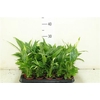 Spath Waterfresh Large