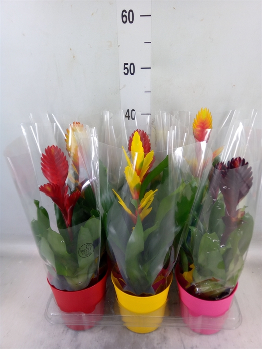 <h4>Vriesea   ...mix 6</h4>