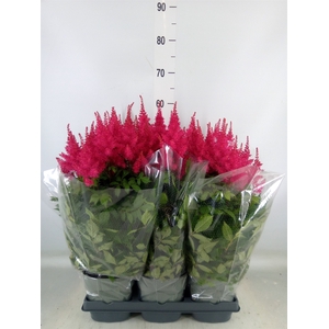 Astilbe arendsii 'Drum and Bass'