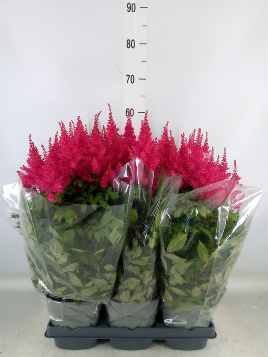 <h4>Astilbe arendsii 'Drum and Bass'</h4>