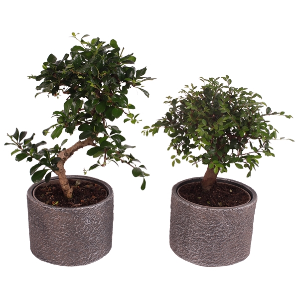 <h4>Bonsai Indoor Mix Ø12cm Mix B/S Shape in Ø14cm Ceramic NT566</h4>