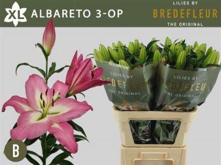 <h4>Li Ot Albareto</h4>