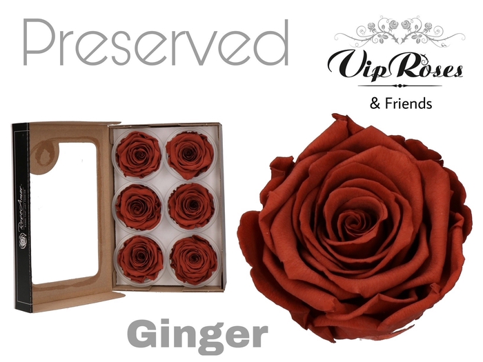 <h4>R Preserved Ginger</h4>