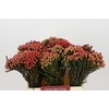 Kaaps Groen Red Brunia XL