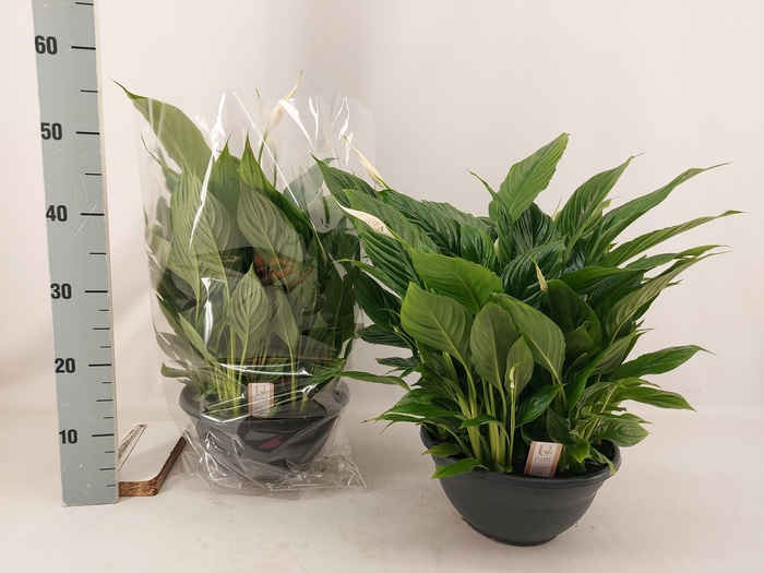 <h4>SPATH CHOPIN</h4>