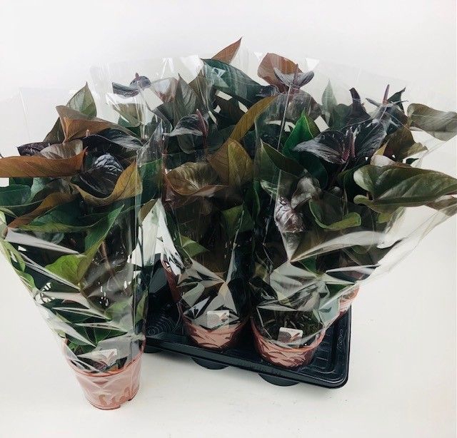 <h4>ANTHU AN BEAUTY BLAC</h4>