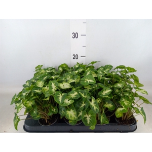 Syngonium  'Pixie'