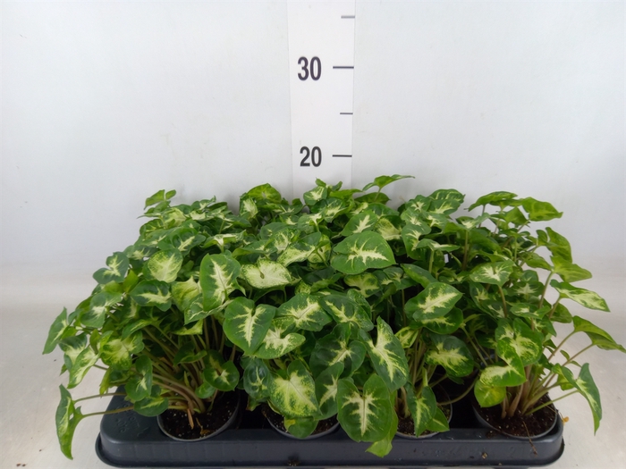 <h4>Syngonium  'Pixie'</h4>