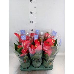 Anthurium andr. 'Karma Red'