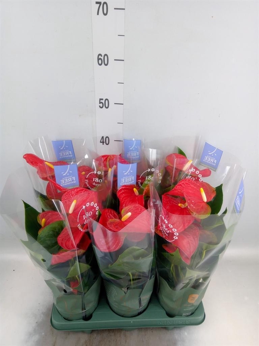 <h4>Anthurium andr. 'Karma Red'</h4>