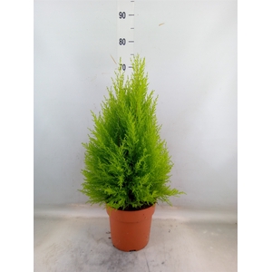 Cupressus macro. 'Goldcrest Wilma'