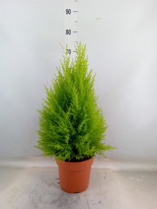 <h4>Cupressus macro. 'Goldcrest Wilma'</h4>