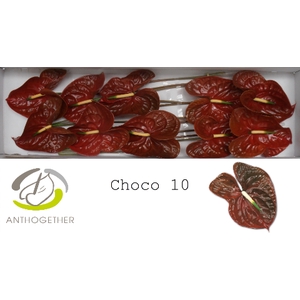 Anthurium Choco