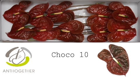 <h4>Anthurium Choco</h4>