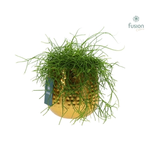 Pot Indian metaal goudkleurig Large met Rhipsalis