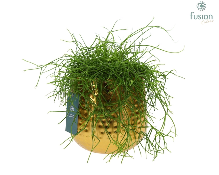 <h4>Pot Indian metaal goudkleurig Large met Rhipsalis</h4>