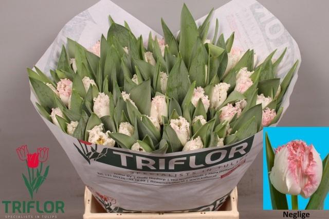 <h4>TU FR NEGLIGE</h4>